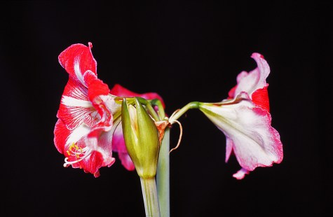 The Red Amaryllis (Photograph)